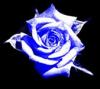 Blue_Rose.jpg