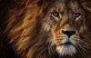 lion-3576045_960_720.jpg