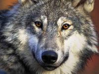 wolf18