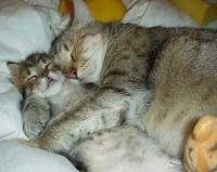 Lazy Cat