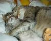 Lazy Cat