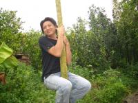 coxanh