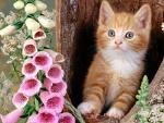 quynh_vip