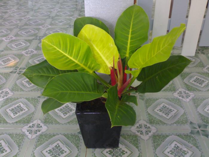 User Photo