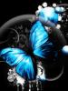 little_star