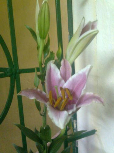 User Photo