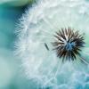 1373-dandelion-closeup-free-ipad-hd-wallpaper_362x483.jpg