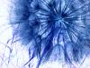 blue_dandelion_by_gatomonnivea-d3iqh8l.jpg