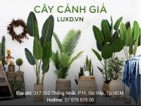 caygialuxd